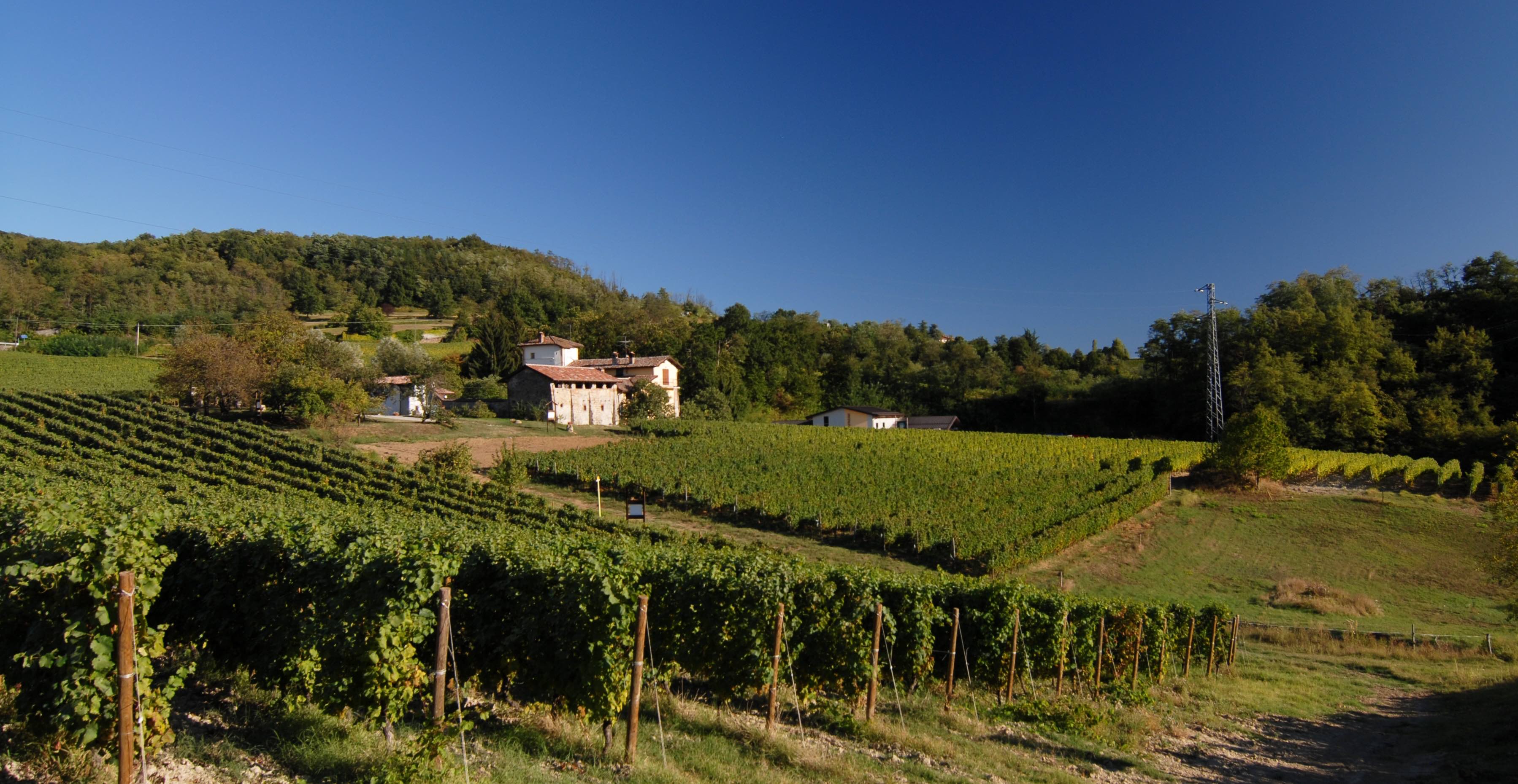 Contratto – vinohrad